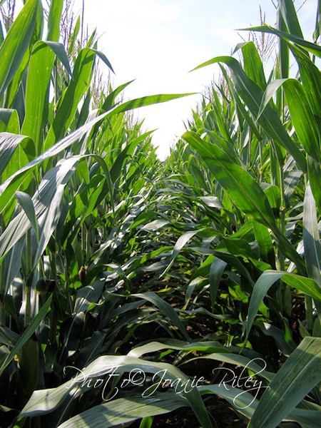 inside a corn field