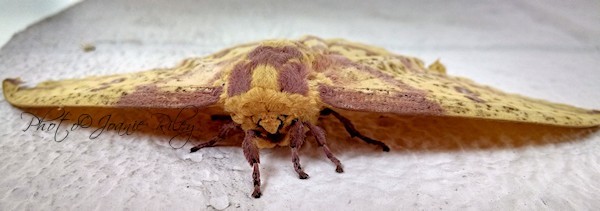 Mr. Moth