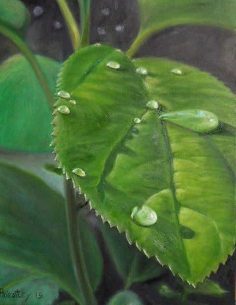 Raindrops on Leaf