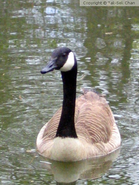 Canada Goose