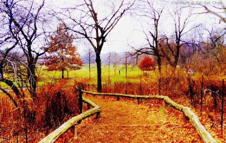 A Path of Prospect Park