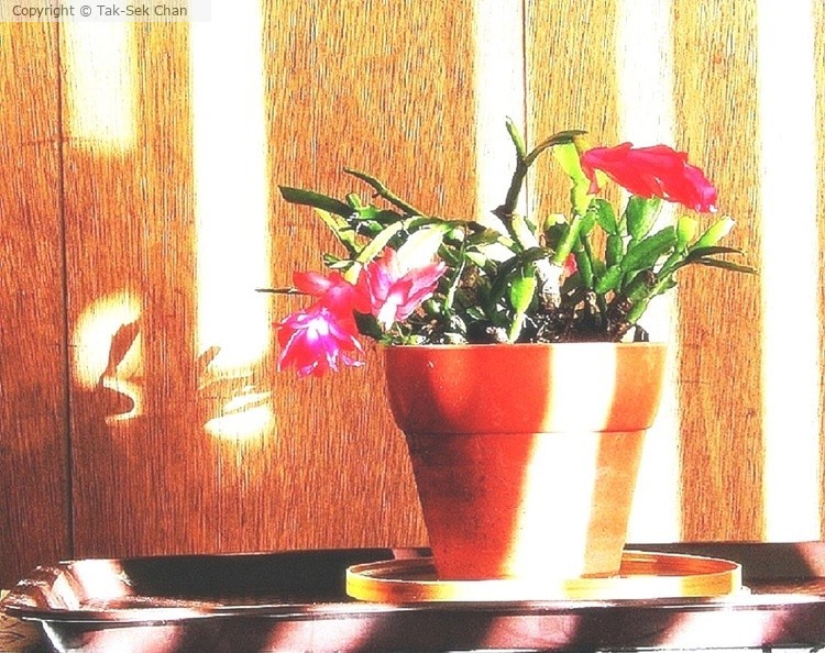 Schlumbergera (Gymnocalycium sp.), HB 11-14-2016