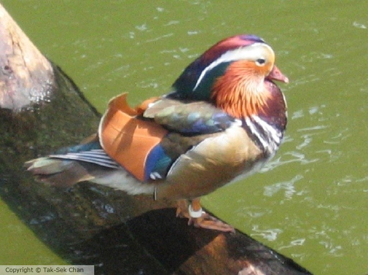Mandarin Duck, male, Hong Kong, 06-03-2007
