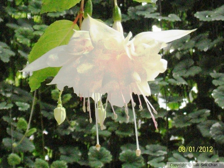 White Fuchsia, Glacier Gardens, Juneau, AK, USA, 08-01-2012