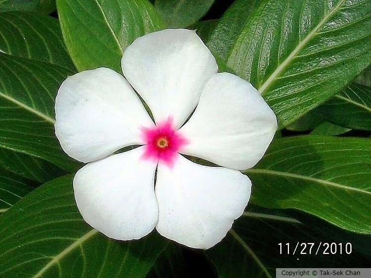 White Rosy Periwinkle (Catharanthus roseus) Taipei, Taiwan 11-27-2010
