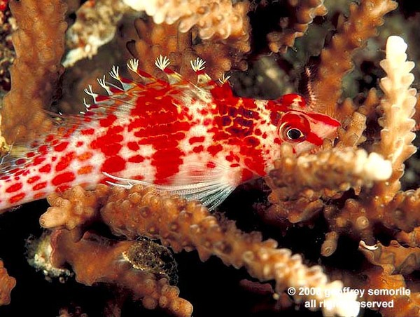 PUNK ROCK REEF