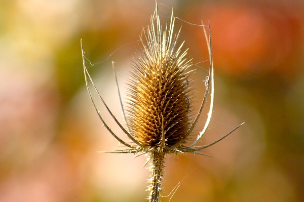 Golden Thistle