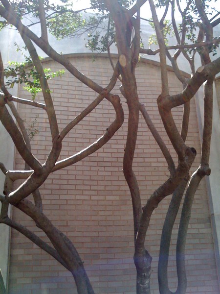 trees & Shadows 2