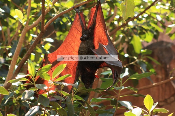 A Bat