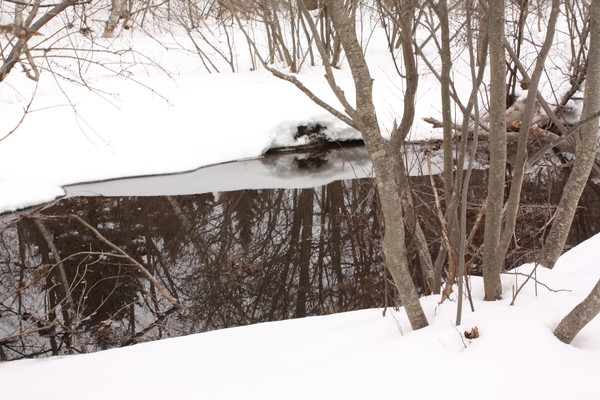 Winter in the forest