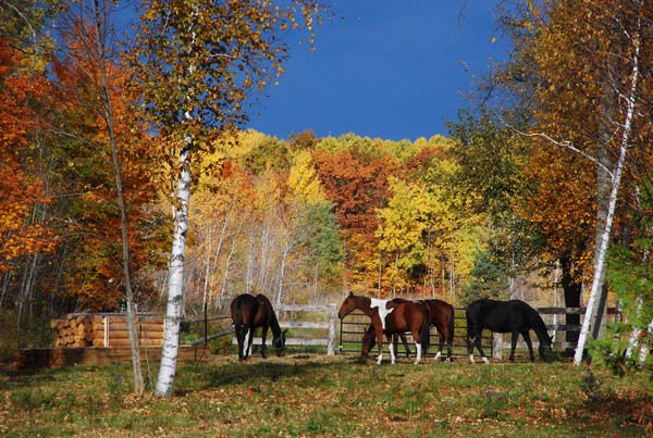 Autumn pasture