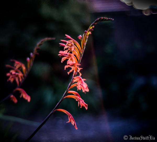 Flower 002