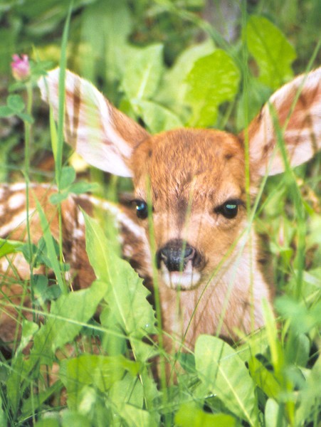 The Fawn