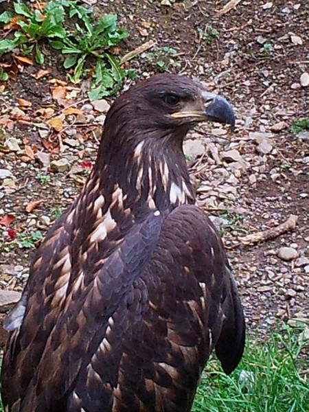 Owls and birds of prey 10