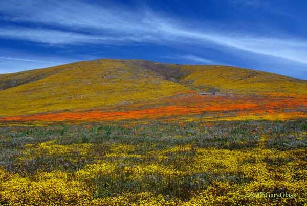 Poppies Goldfields and Coreopis Under a Blue Sky