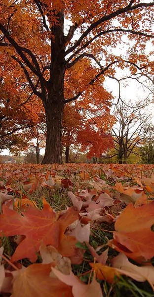 Fall In View