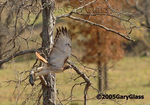 Off For The Hunt or Red Tailed Ballet