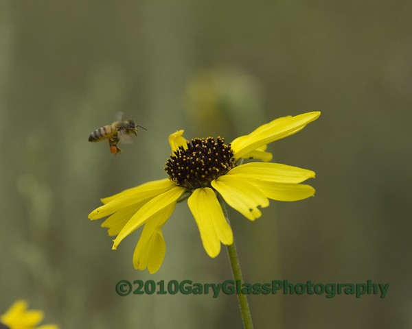 Pollen Dance/ Working For a Living