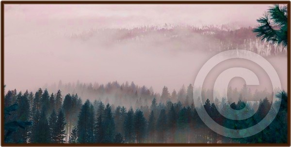 the invisible forest