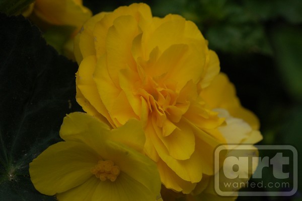 Yellow Dream
