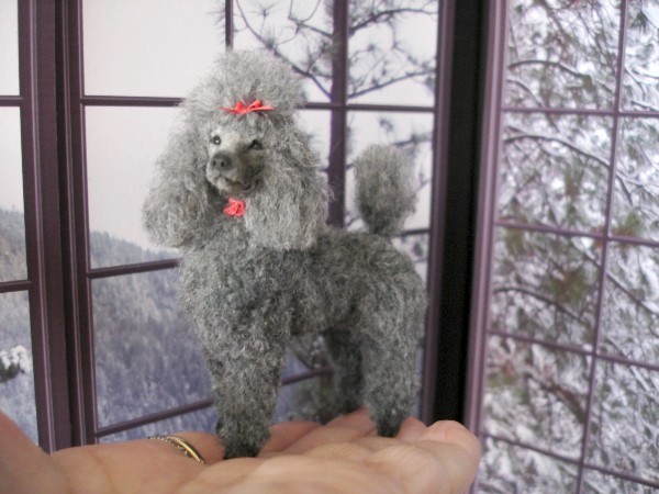 Grey Standard Poodle