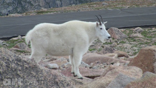 Mt. Evans Wildlife Colorado