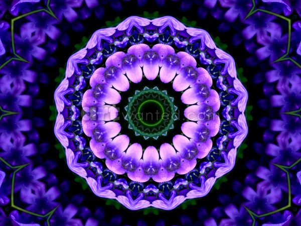 Purple Flower Kaleidoscope Mandala