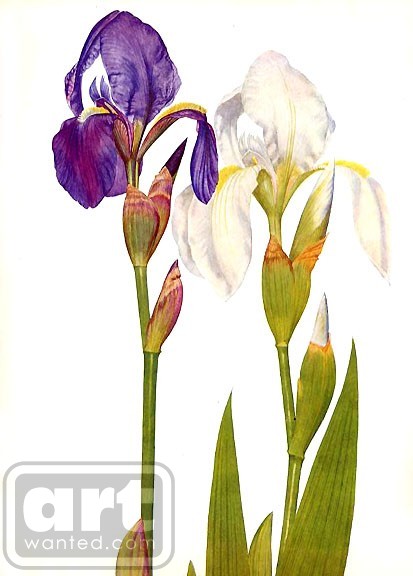 Iris Albicans