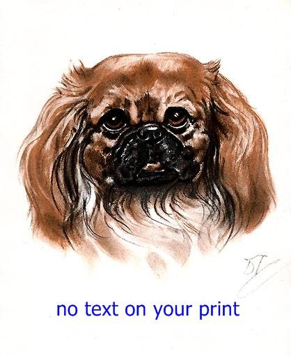 Pekingnese  print from Diana Thorne's Dogs