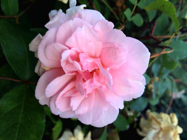 perfectly pink petals
