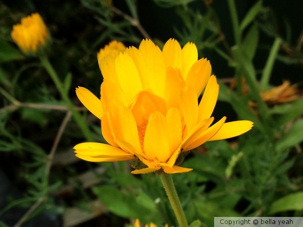 cheerful