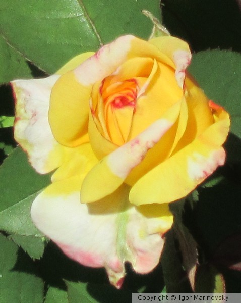 A flower