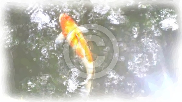 Koi fish