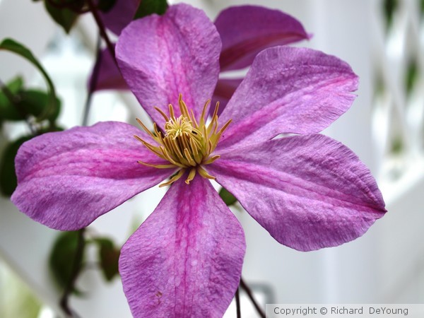 CLEMATIS
