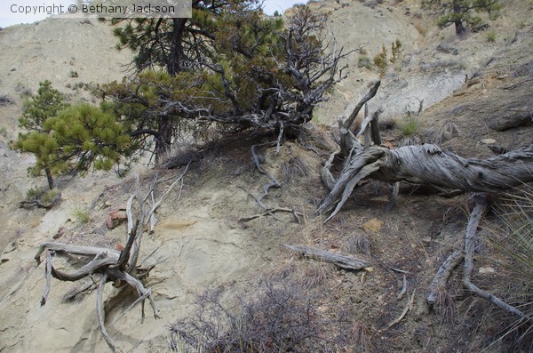 Twisted Dead Wood