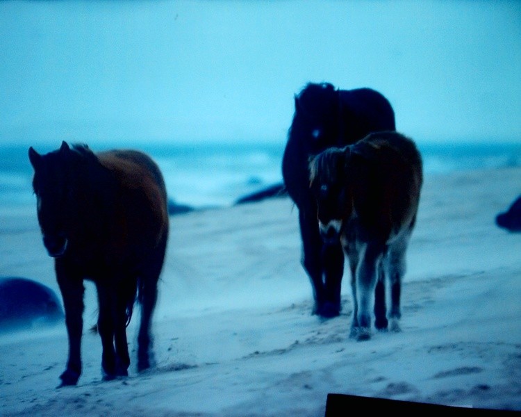 Horses by thr sea