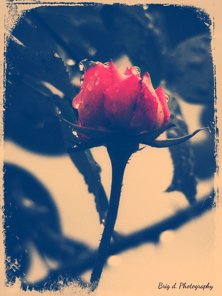 Rose with raindrops