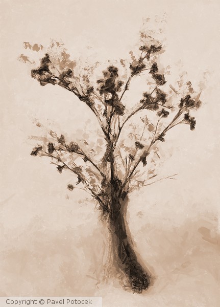Dried flowers