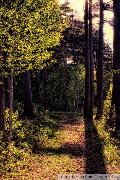 Sunlit Trail