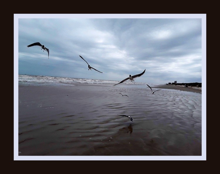 Dad's Gulls w border