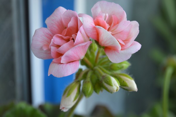 PINK GERANIUMS