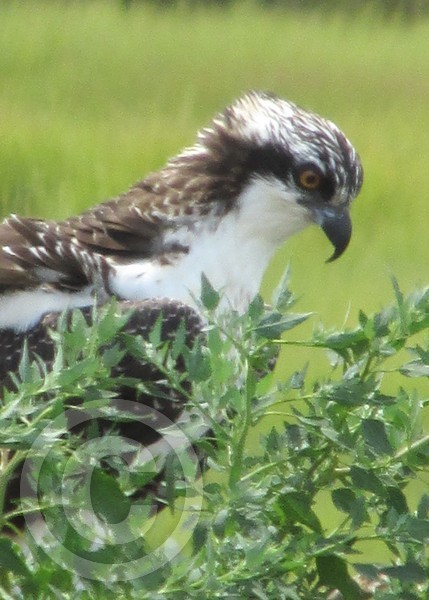 Osprey II