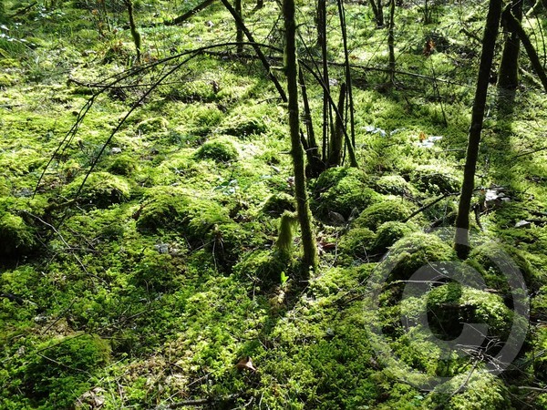 Oregon Green