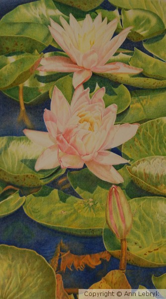 Waterlillies 2