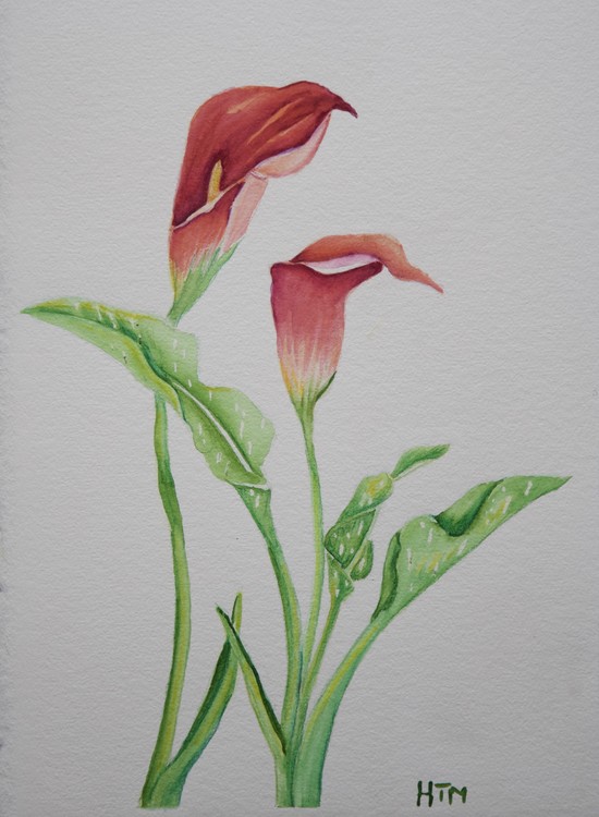 Calla Lilies