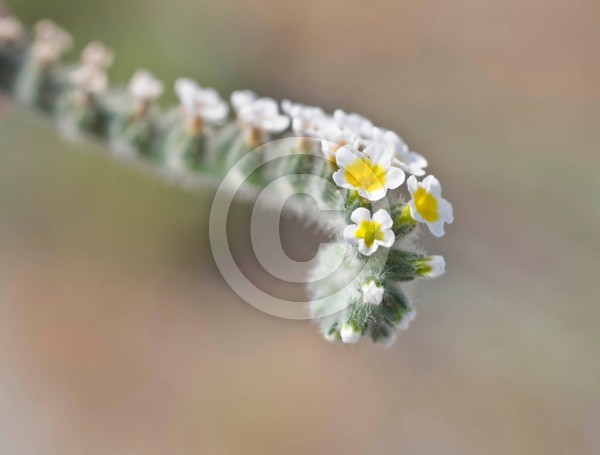 curly flower