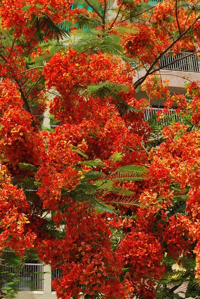 Gulmohar Close up