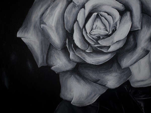 Black rose