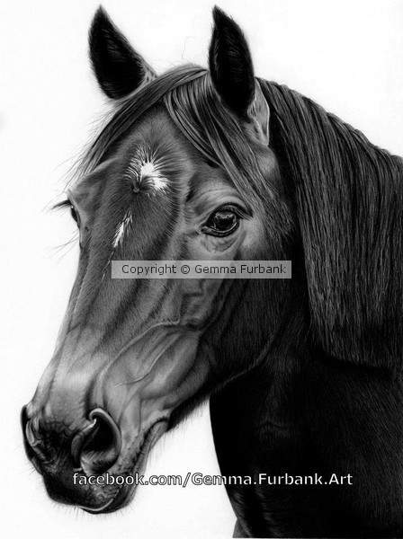 Emmy - Horse Portrait