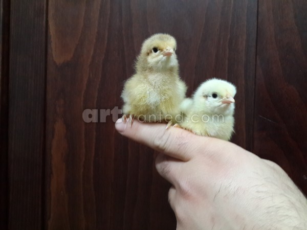 chickens babies